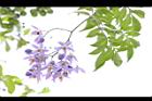懸星花-花07.JPG