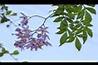 懸星花-花09.JPG