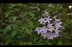 懸星花-花10.JPG