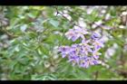 懸星花-花12.JPG