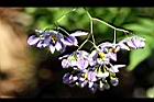 懸星花-花17.jpg