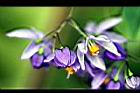 懸星花-花18.jpg