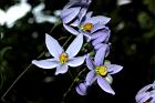 懸星花-花19.JPG