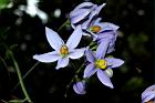 懸星花-花20.JPG
