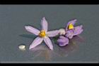 懸星花-花24.jpg