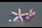 懸星花-花25.jpg
