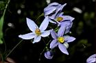 懸星花-花30.JPG