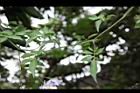懸星花-葉序00.JPG