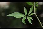 懸星花-葉正05.JPG