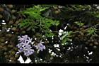 懸星花16.JPG