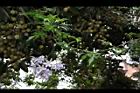 懸星花30.JPG