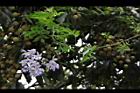懸星花33.JPG