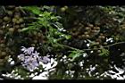 懸星花34.JPG