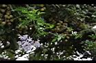 懸星花35.JPG
