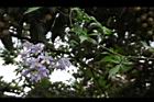 懸星花40.JPG