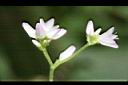 戟葉蓼-花03.JPG