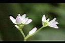 戟葉蓼-花05.JPG