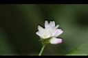 戟葉蓼-花11.JPG
