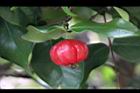 扁櫻桃-紅實0.jpg