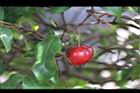 扁櫻桃-紅實3.jpg