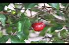 扁櫻桃-紅實4.jpg