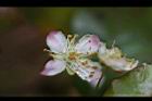 扁櫻桃-花02.jpg