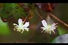扁櫻桃-花03.jpg