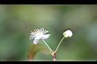 扁櫻桃-花07.jpg