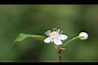 扁櫻桃-花08.jpg