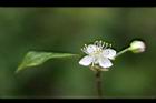 扁櫻桃-花09.jpg