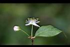 扁櫻桃-花10.jpg