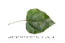 扛香藤-葉正00.JPG