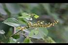 扛香藤-花10.jpg