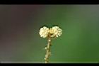 扛香藤-花18.jpg