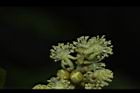 扛香藤-花21.JPG