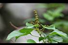 扛香藤-花苞02.jpg