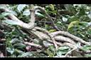 扶芳藤-莖1.JPG