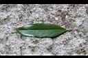 扶芳藤-葉正1.JPG