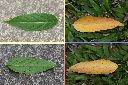披針葉饅頭果-葉3.jpg