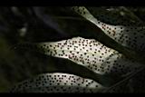披針貫眾蕨-孢子07.jpg