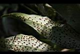 披針貫眾蕨-孢子09.jpg
