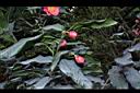 抱莖短蕊茶05.JPG