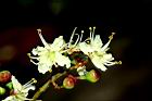 指甲花-花06.JPG