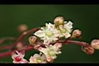 指甲花-花11.jpg