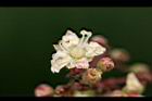 指甲花-花12.jpg