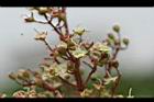 指甲花-花14.jpg