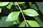 指甲花-葉正06.JPG