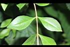 指甲花-葉正08.JPG