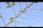 指甲花-針狀枝03.JPG