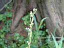 掃帚菊-花2.JPG